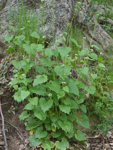 Datei:Alliaria petiolata.jpg