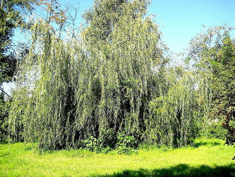 Datei:Aderhold Hans-Joachim Remstalfaun1 Weide.jpg